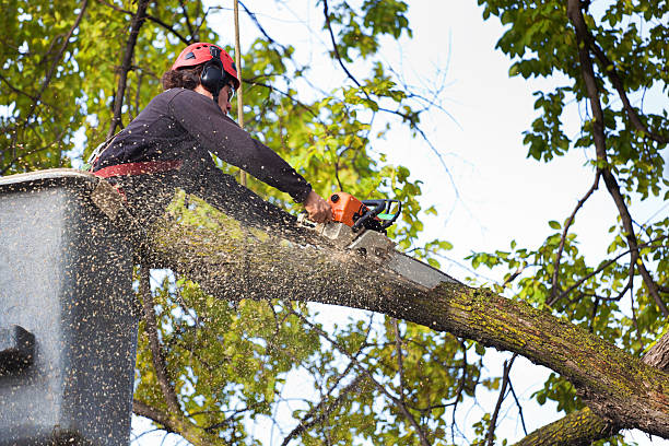 Trusted Bartow, FL Tree Service Experts